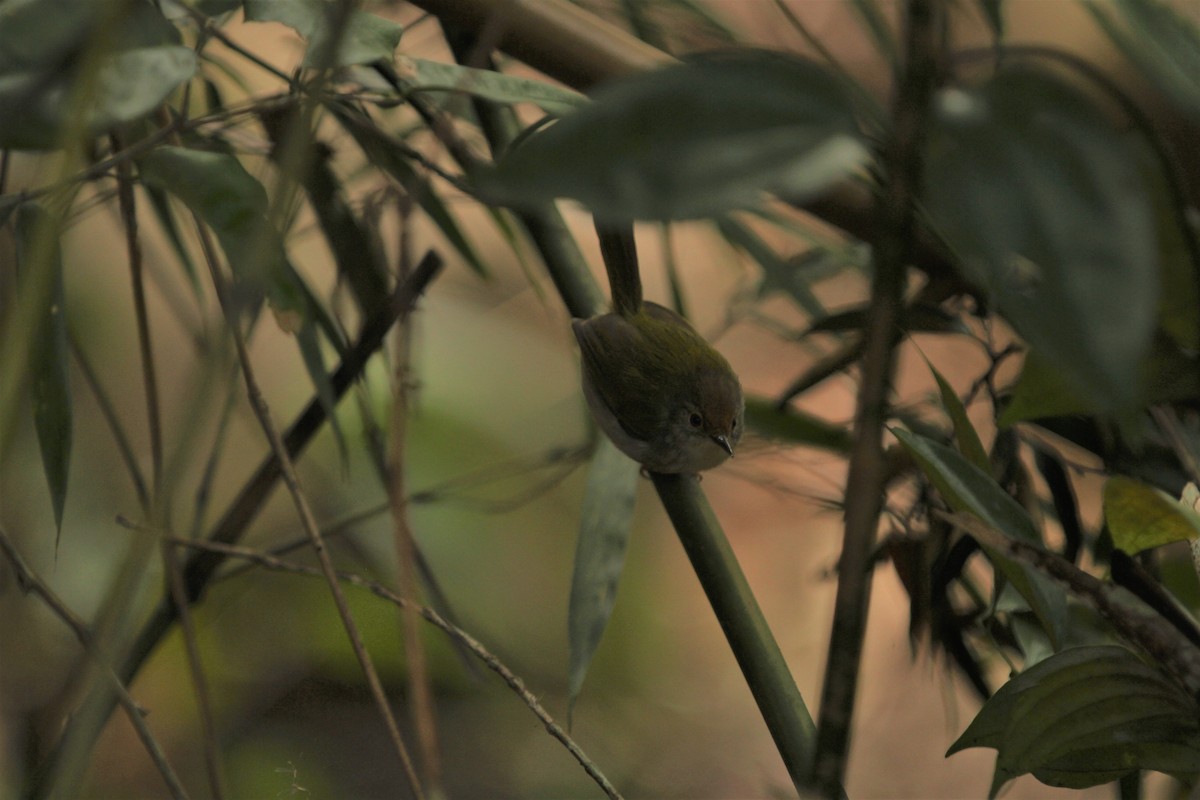 Common Tailorbird - ML231538161