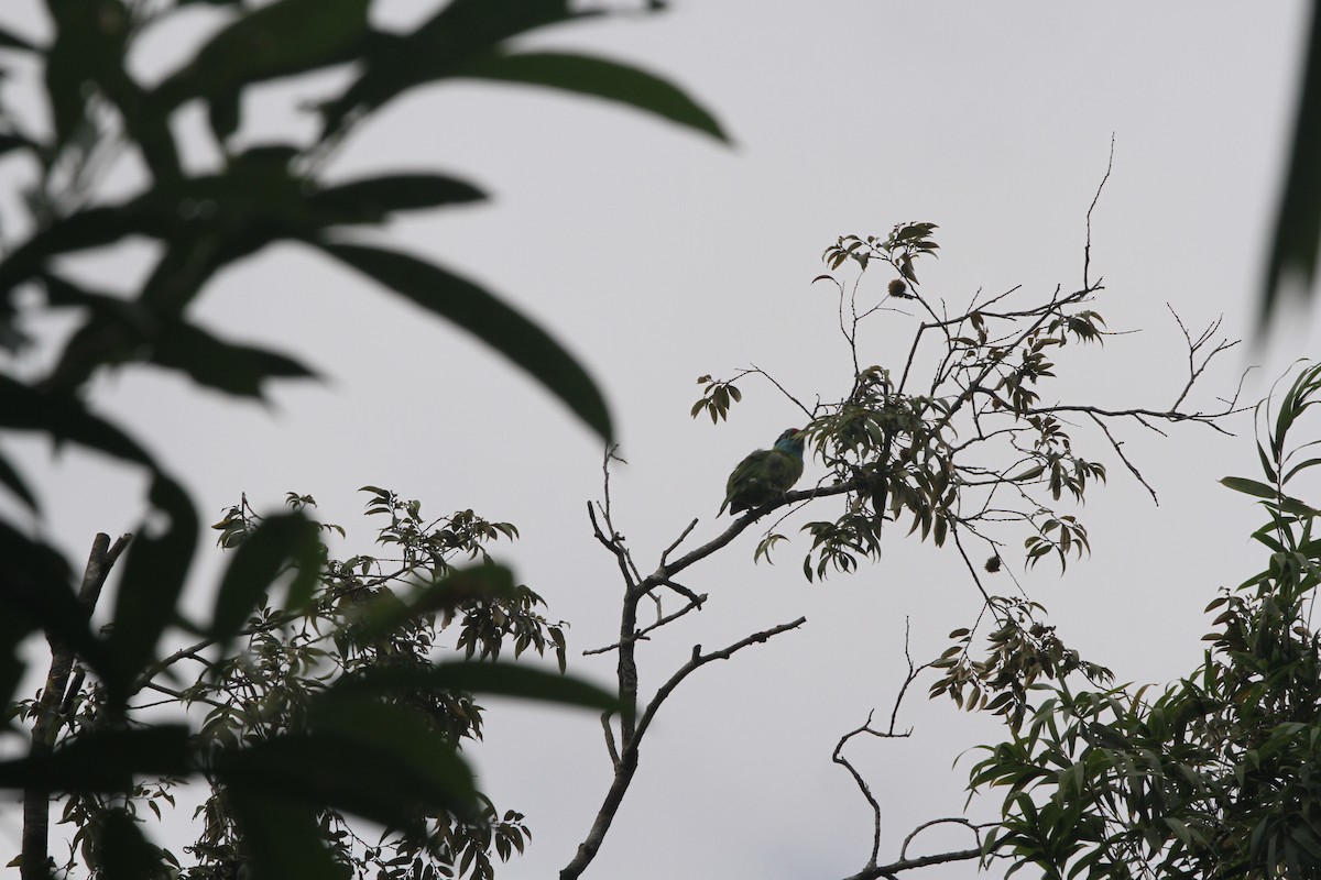 Blue-throated Barbet - ML231538291