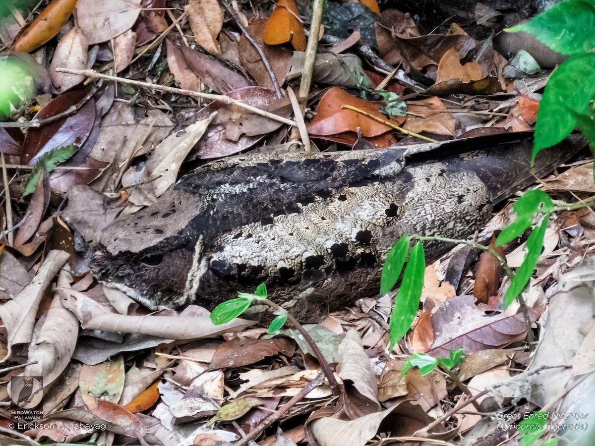 Great Eared-Nightjar - Erickson Tabayag