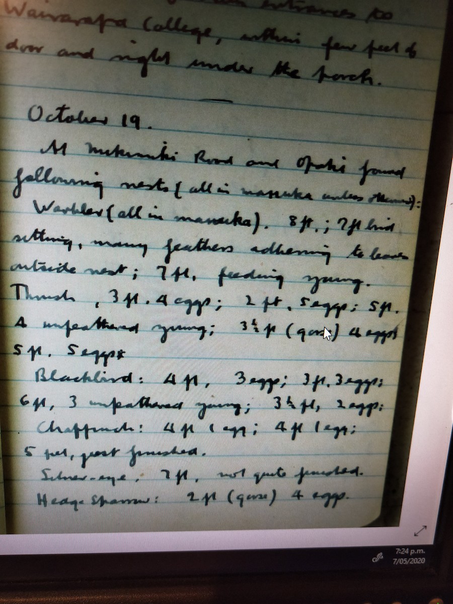 雀形目 - ML231539721