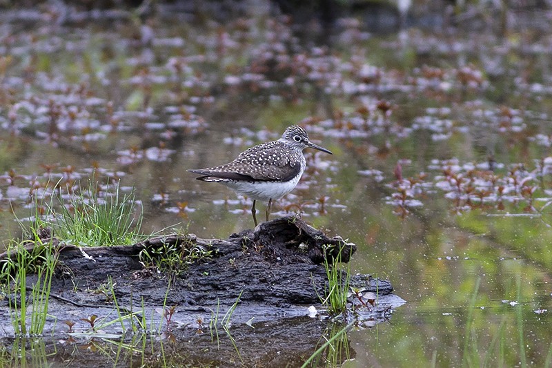 Solitary Sandpiper - ML231540131