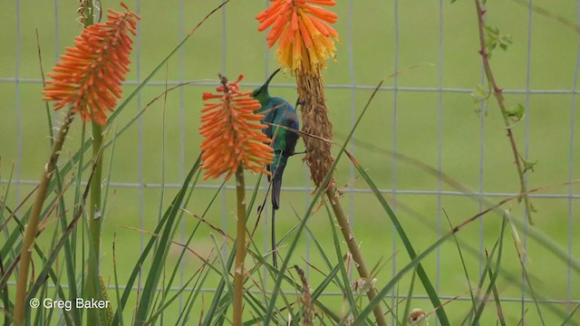 Malachite Sunbird - ML231541771