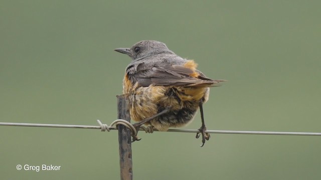 Sentinel Rock-Thrush - ML231542291