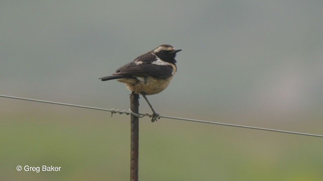 Buff-streaked Chat - ML231542301