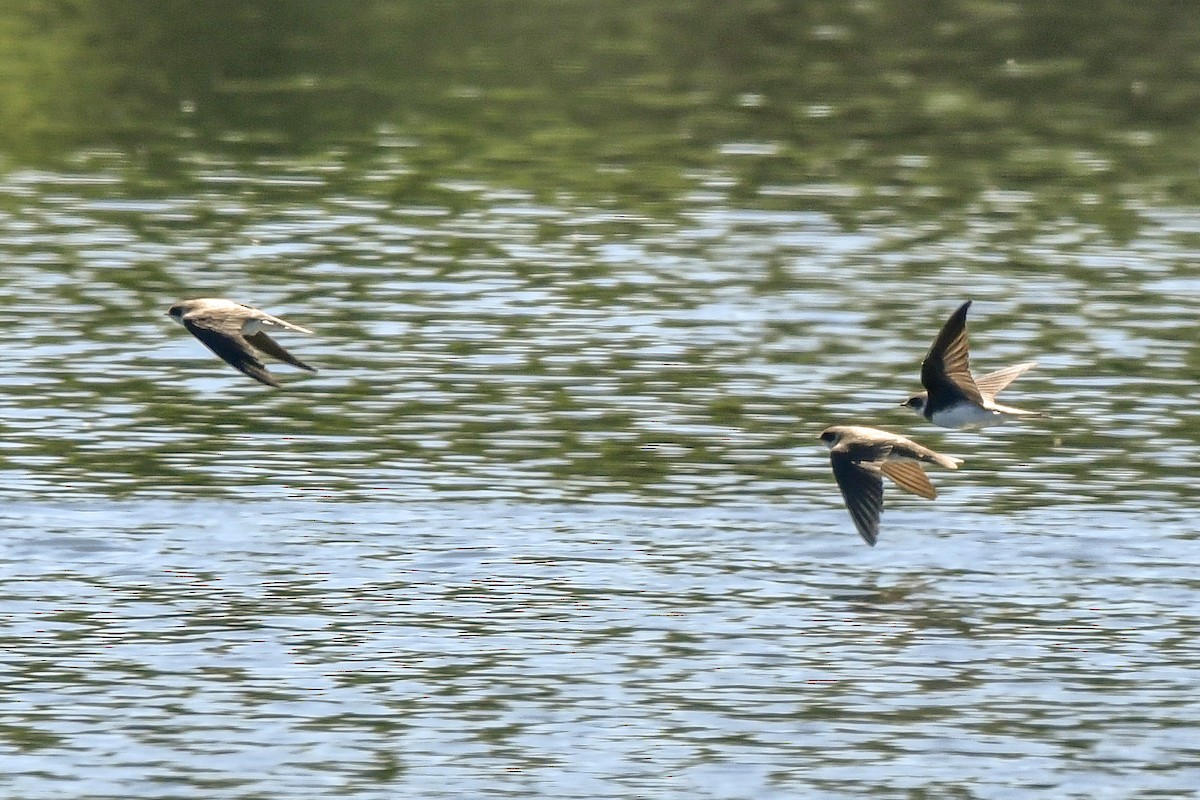 Bank Swallow - ML231543351