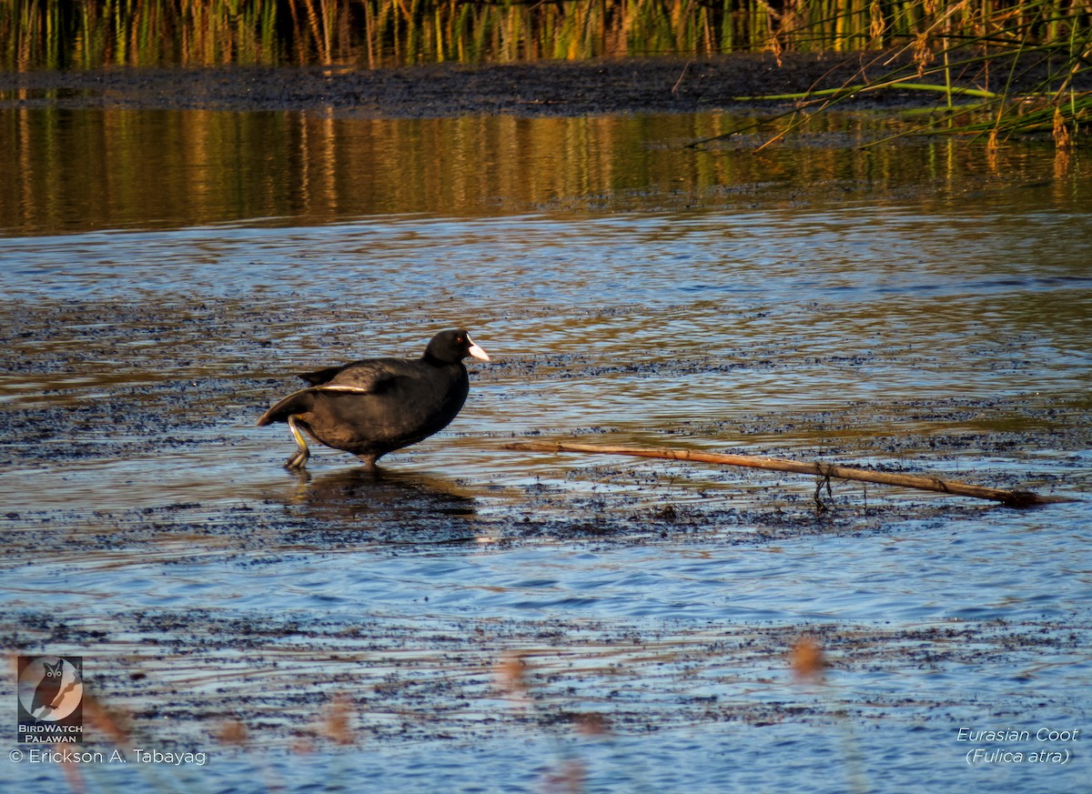 Eurasian Coot - ML231543521