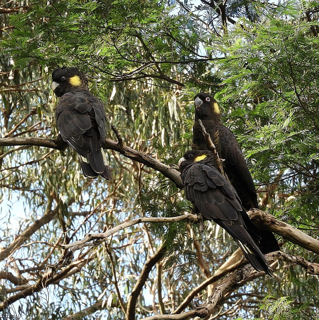 Yellow-tailed Black-Cockatoo - David Fleming