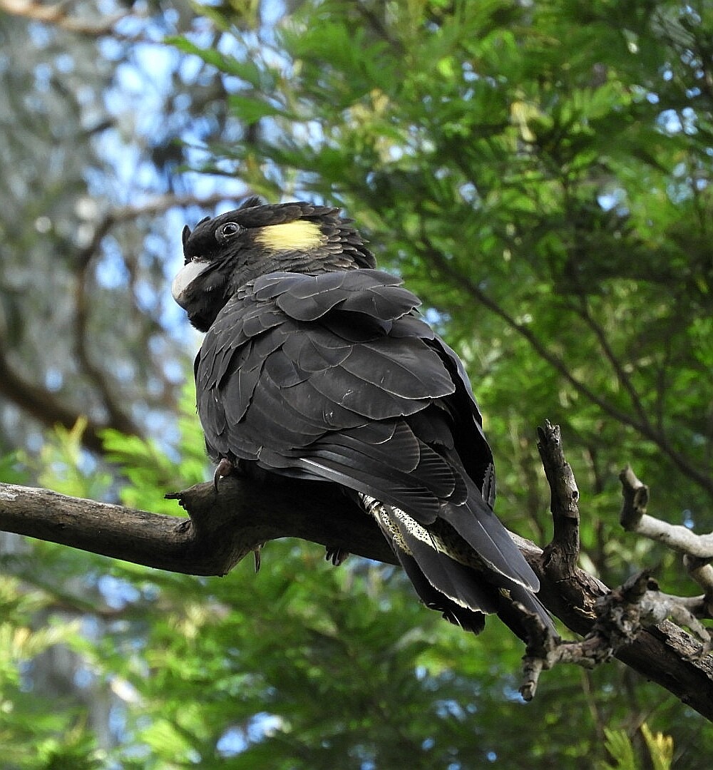 Cacatúa Fúnebre Coliamarilla - ML231544601