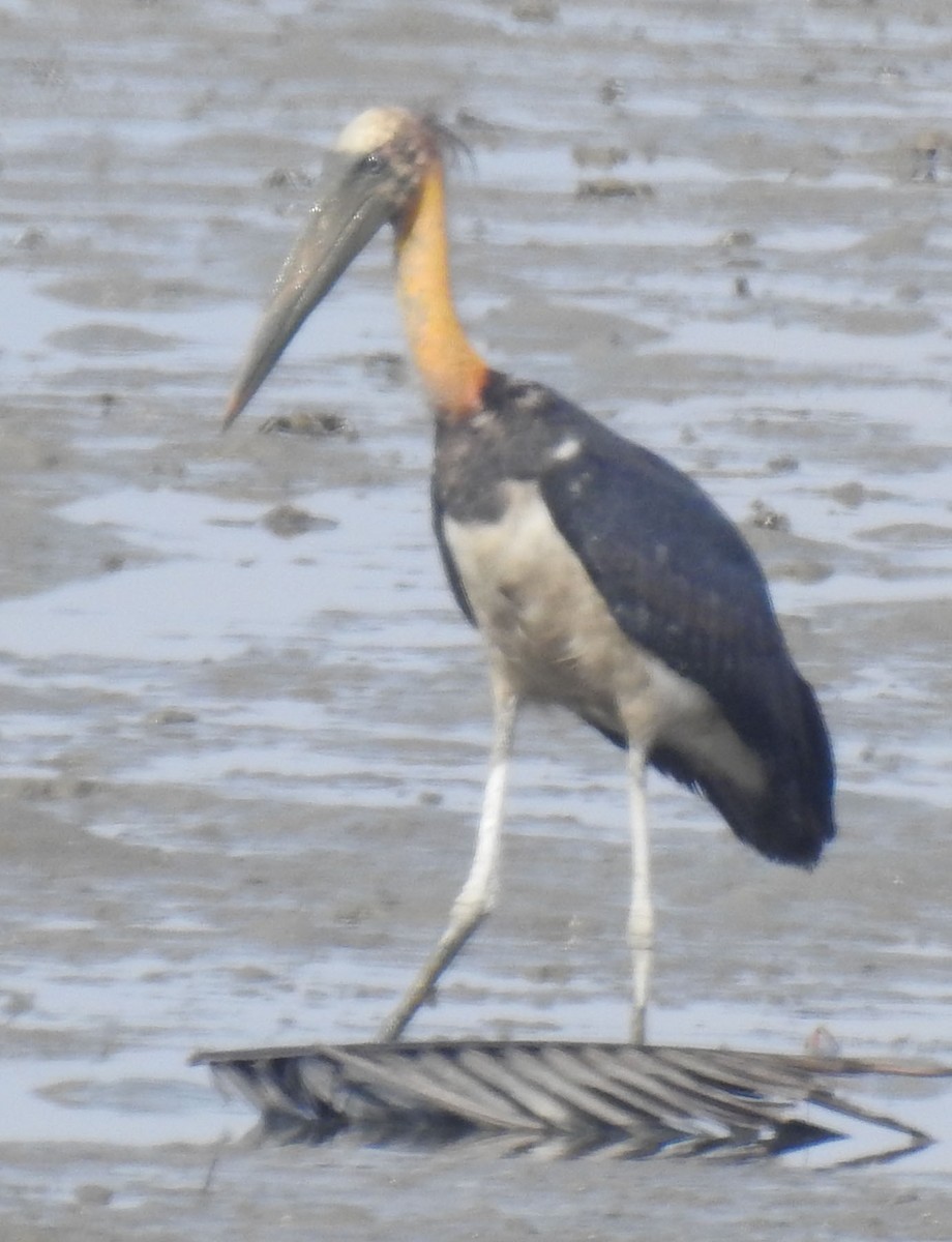 Lesser Adjutant - ML231544911