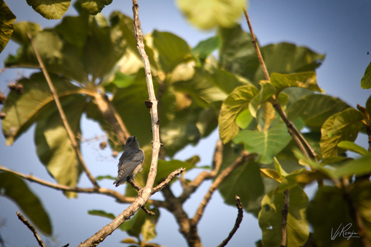 Ashy Woodswallow - Renjith V J