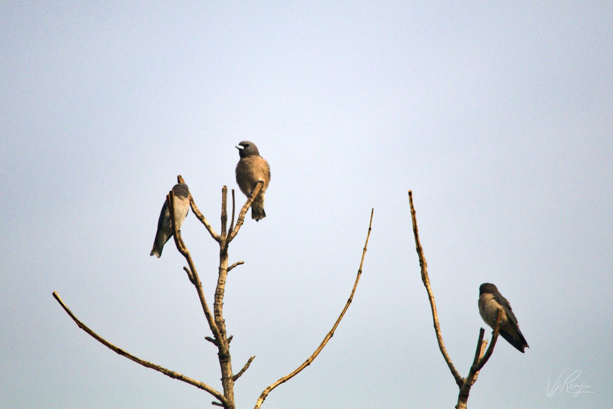 Ashy Woodswallow - Renjith V J