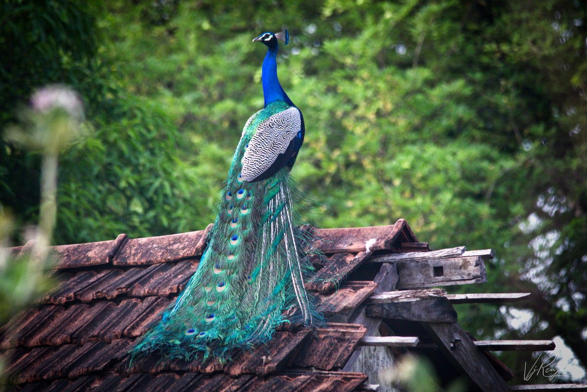 Indian Peafowl - Renjith V J