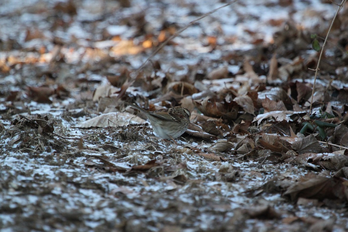 White-throated Sparrow - ML23154751