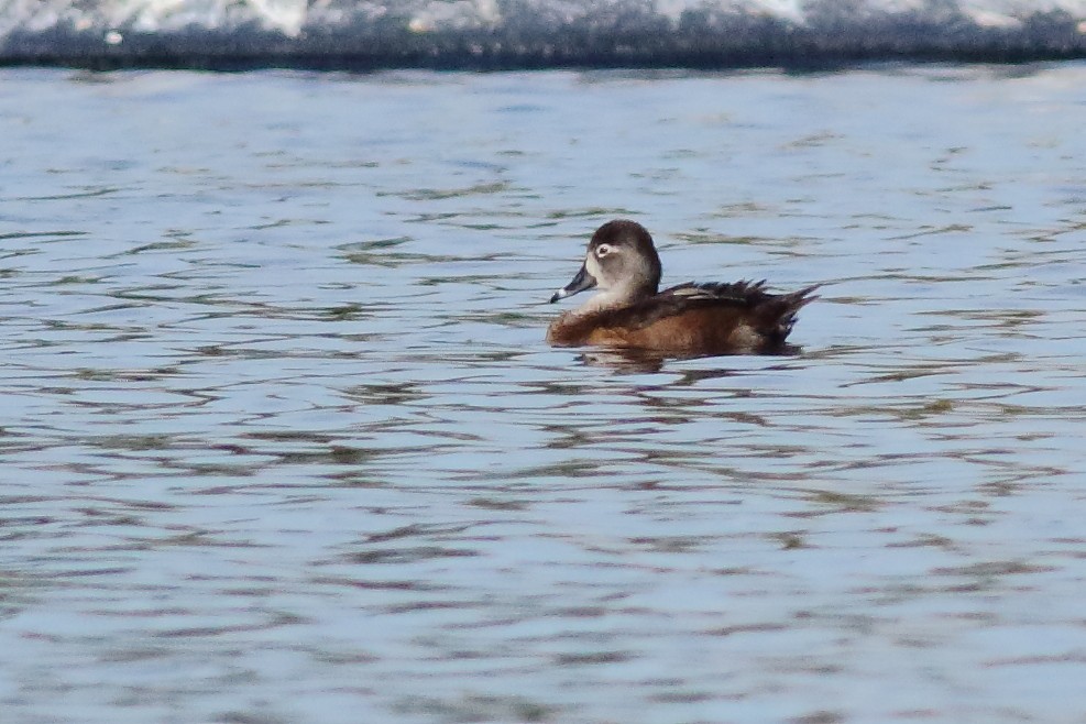 Ring-necked Duck - ML231547781