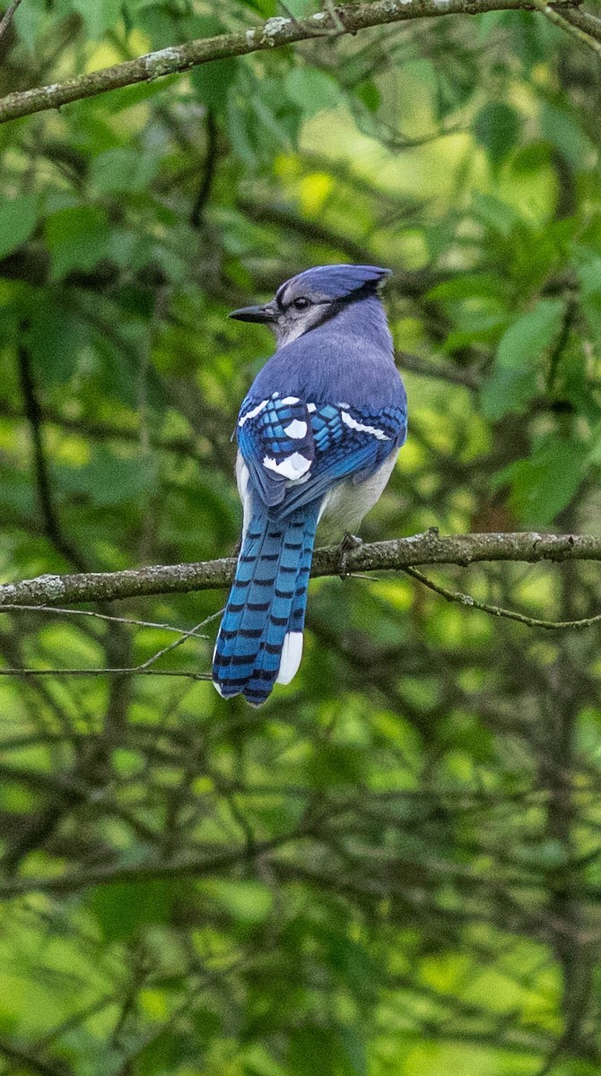 Blue Jay - ML231548171