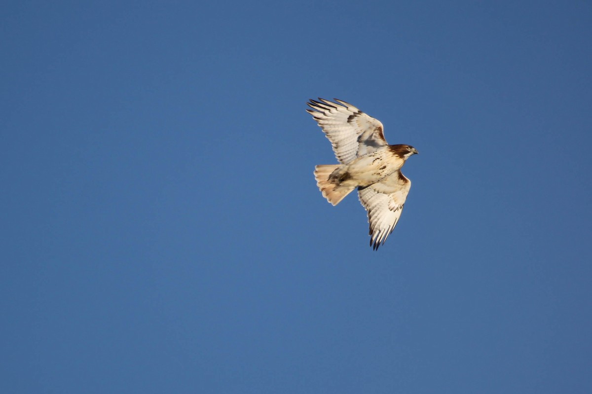 Red-tailed Hawk - ML23154831