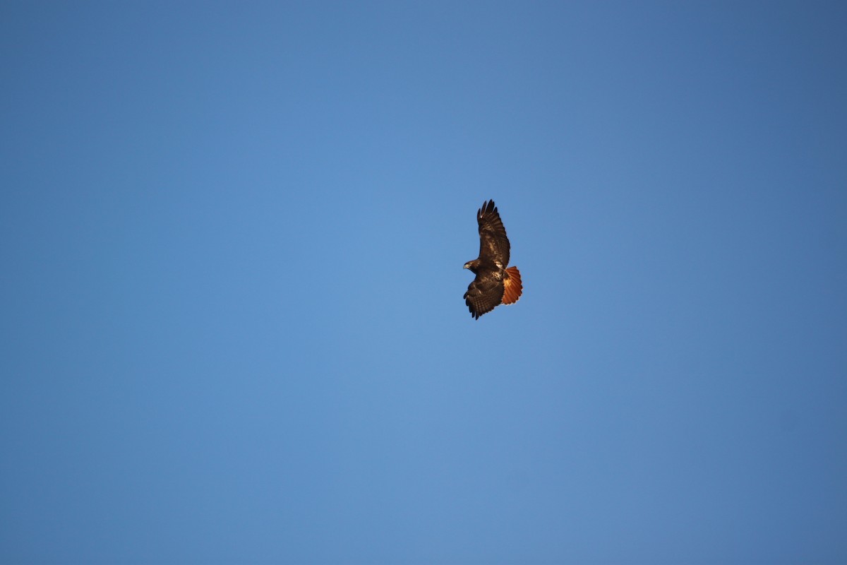 Red-tailed Hawk - ML23154851