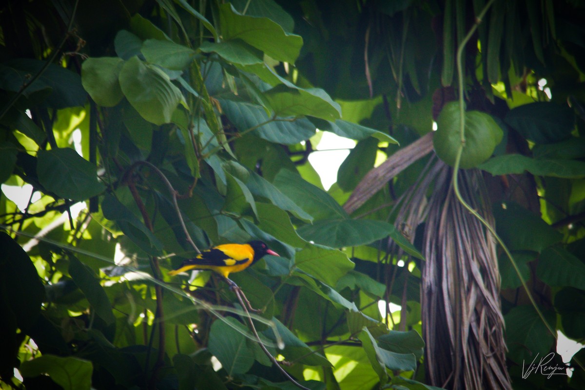 Black-hooded Oriole - ML231548621