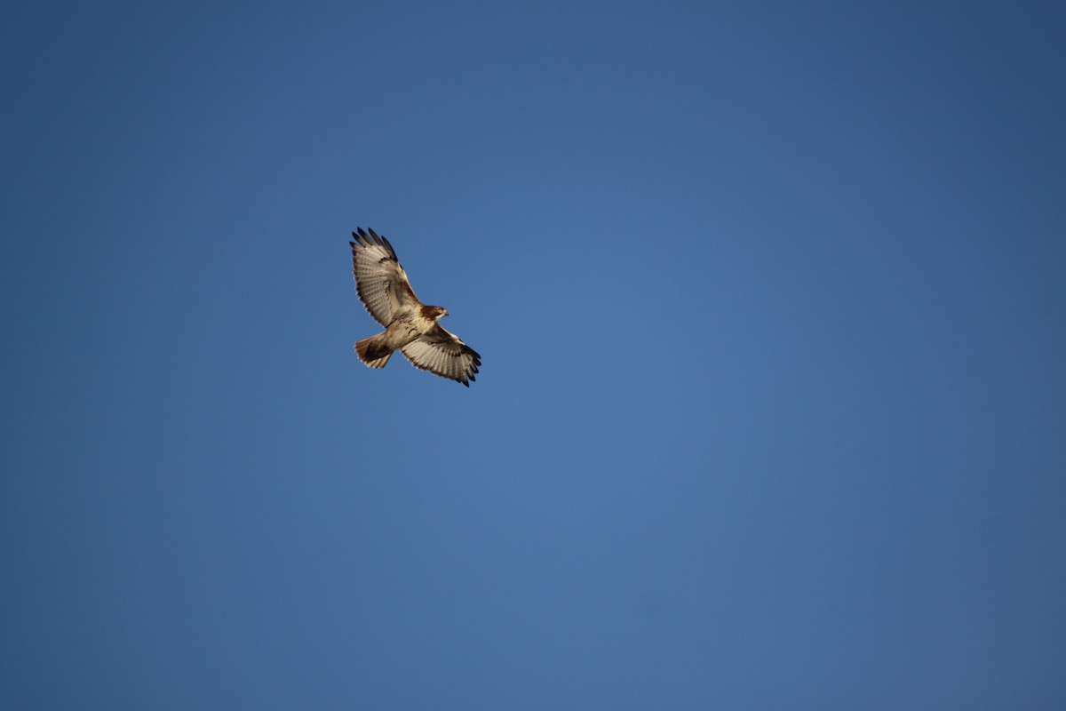 Red-tailed Hawk - ML23154871