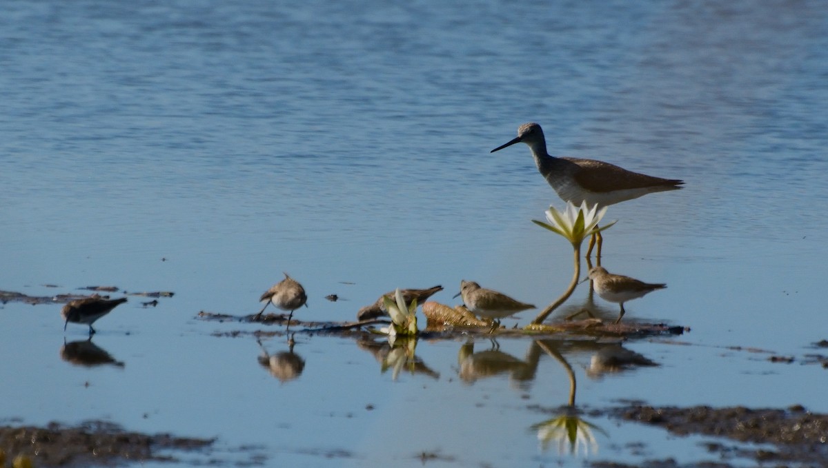 Greater Yellowlegs - Orlando Jarquín