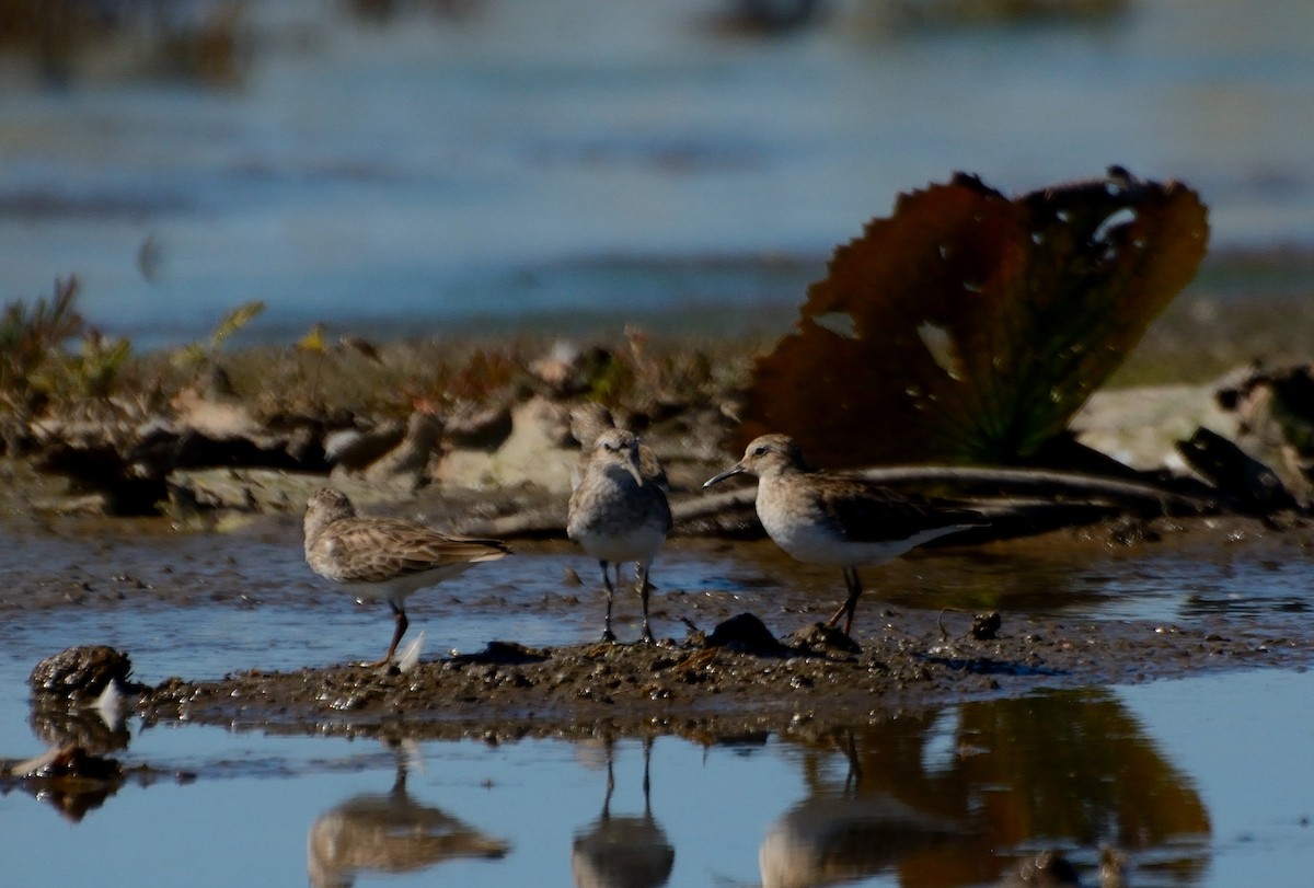 pygmésnipe - ML231552801