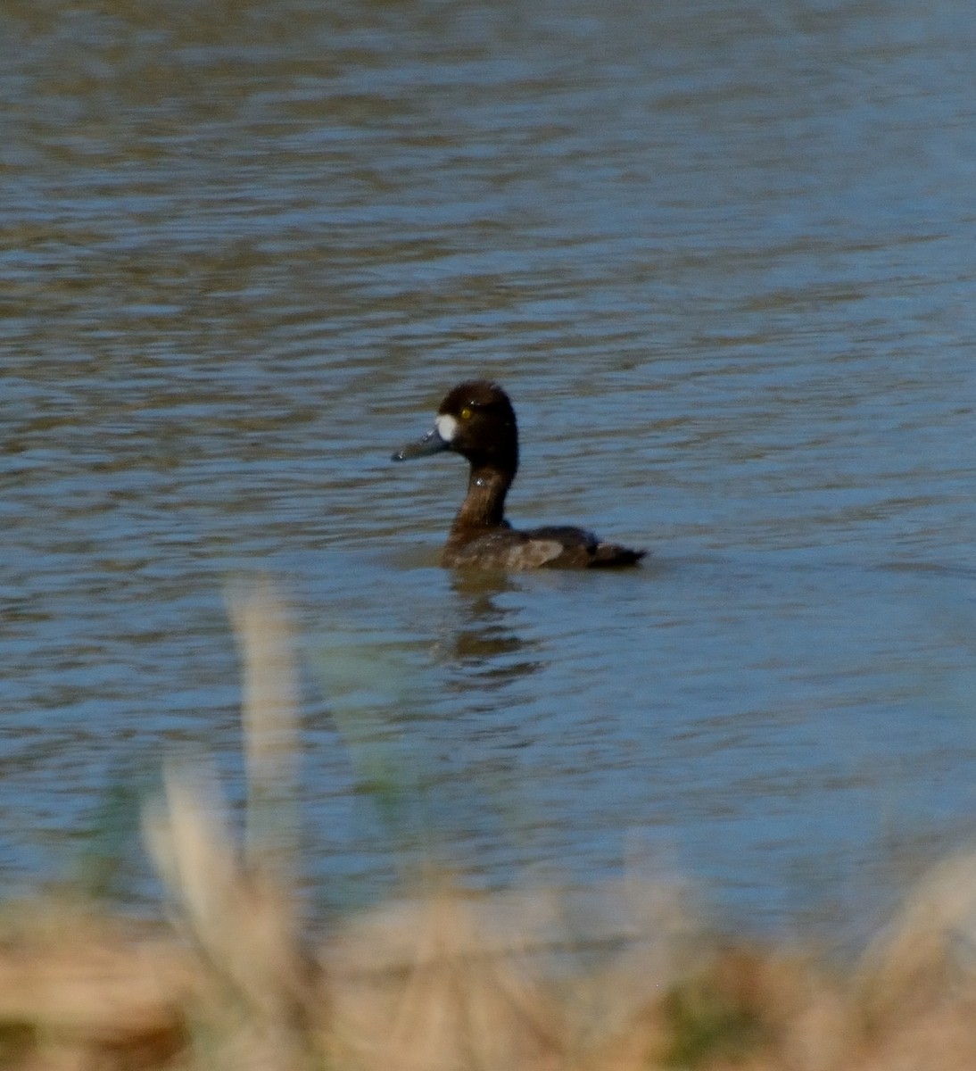 Lesser Scaup - ML231552901