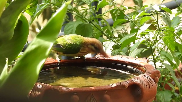 White-cheeked Barbet - ML231554021