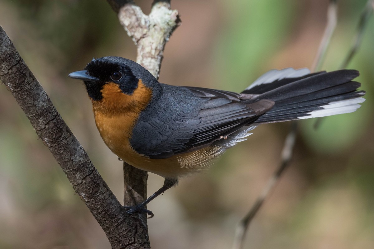 Spectacled Monarch - Terence Alexander