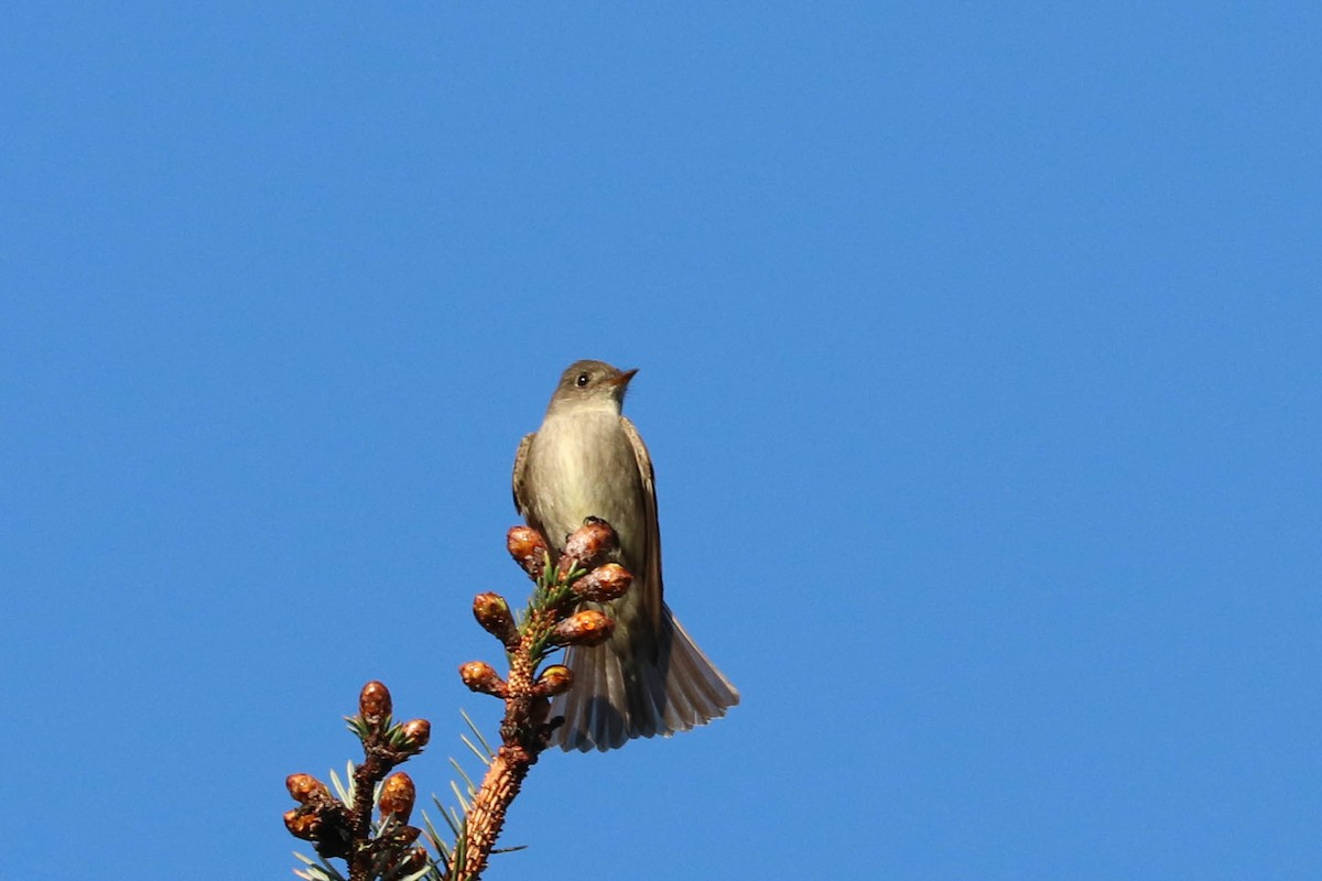 Western Wood-Pewee - ML231556231