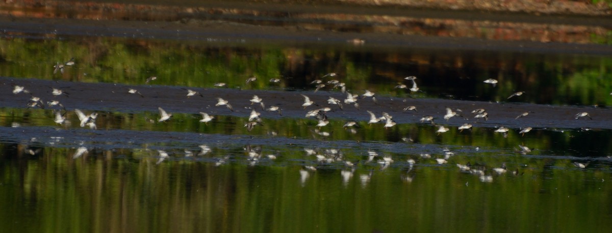 Least Sandpiper - Orlando Jarquín