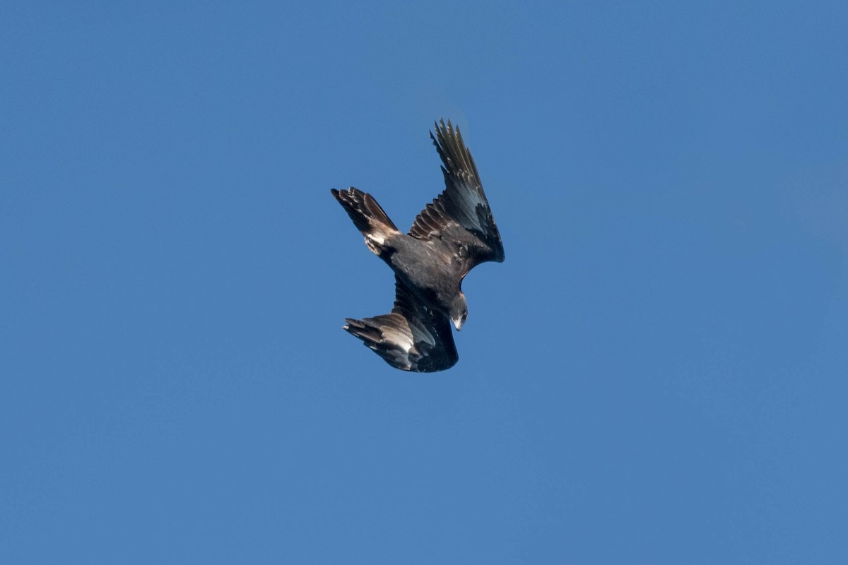 Wedge-tailed Eagle - ML231557081