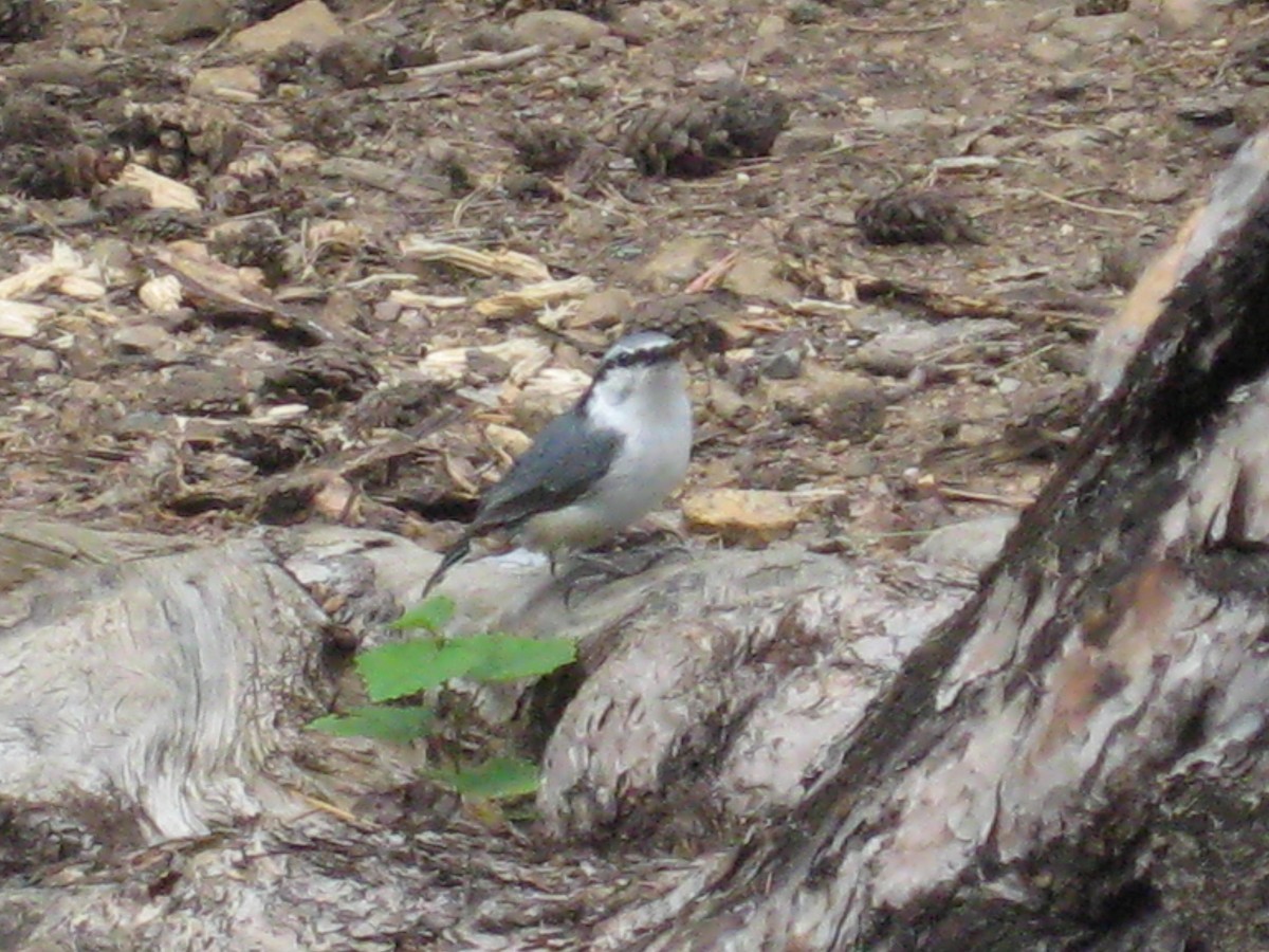 Eurasian Nuthatch - ML231558031