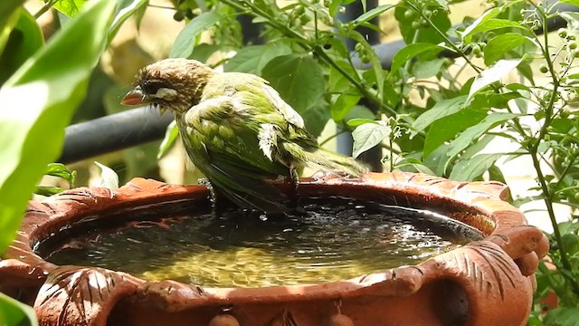 White-cheeked Barbet - ML231558101