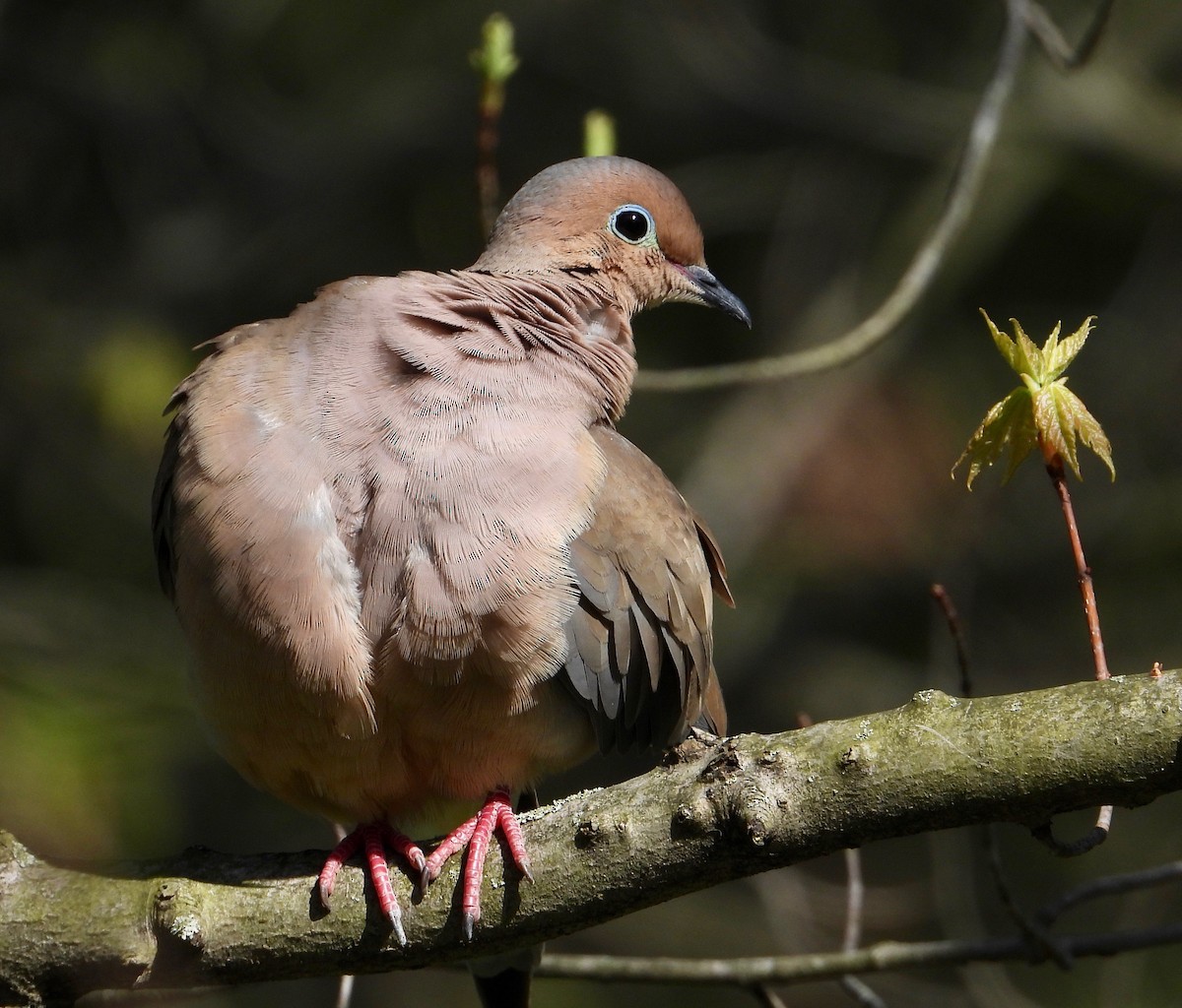 Mourning Dove - inga schmidt