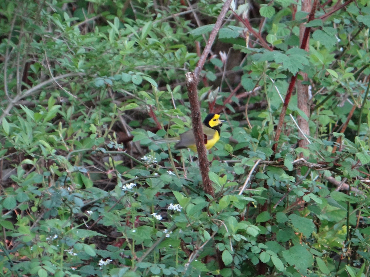 Hooded Warbler - ML231559021