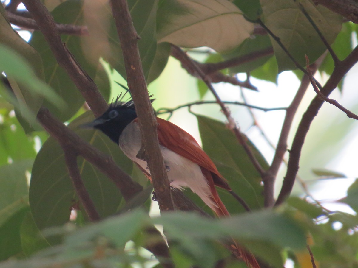 Indian Paradise-Flycatcher - Krishnamoorthy Muthirulan