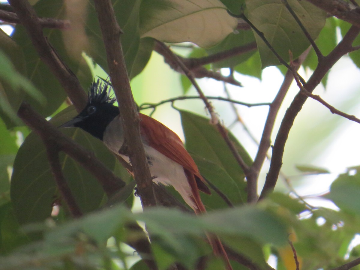 Indian Paradise-Flycatcher - ML231559171