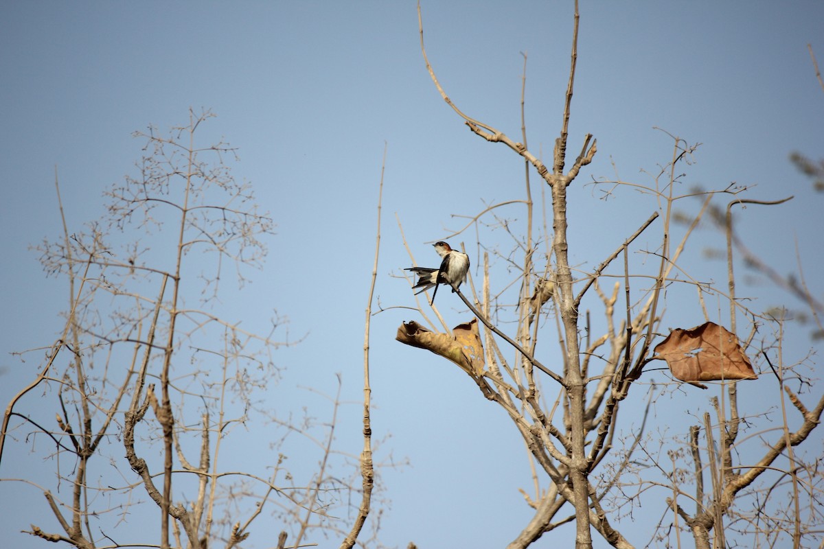 Streak-throated Swallow - ML231561191