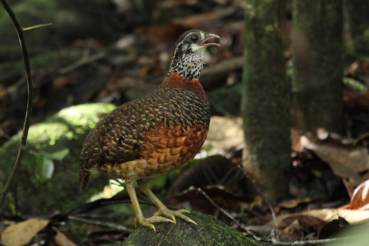 Sabah Partridge - Dave Bakewell
