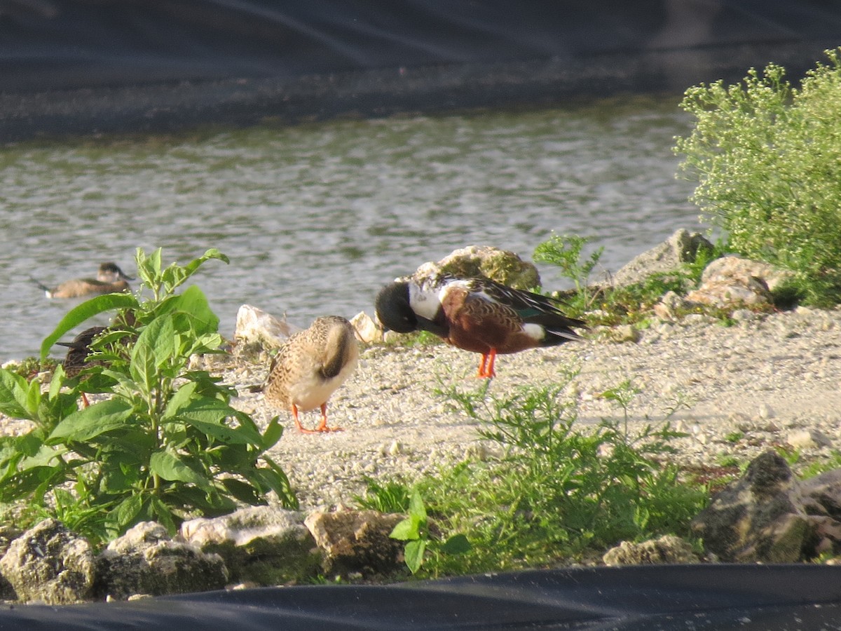 Northern Shoveler - ML23156451