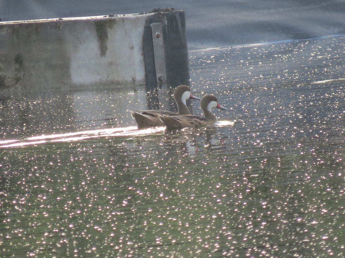 White-cheeked Pintail - ML23156491