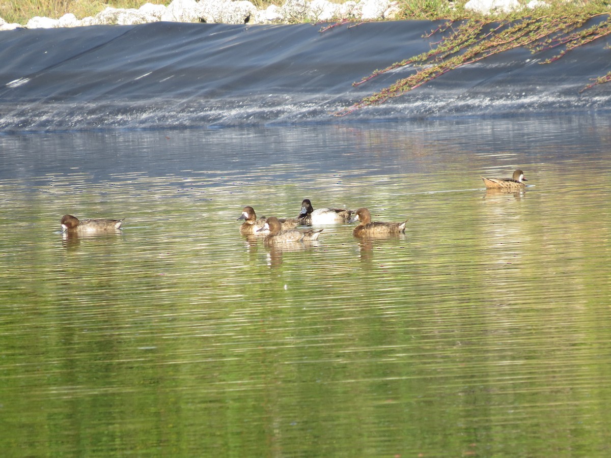 Lesser Scaup - ML23156511