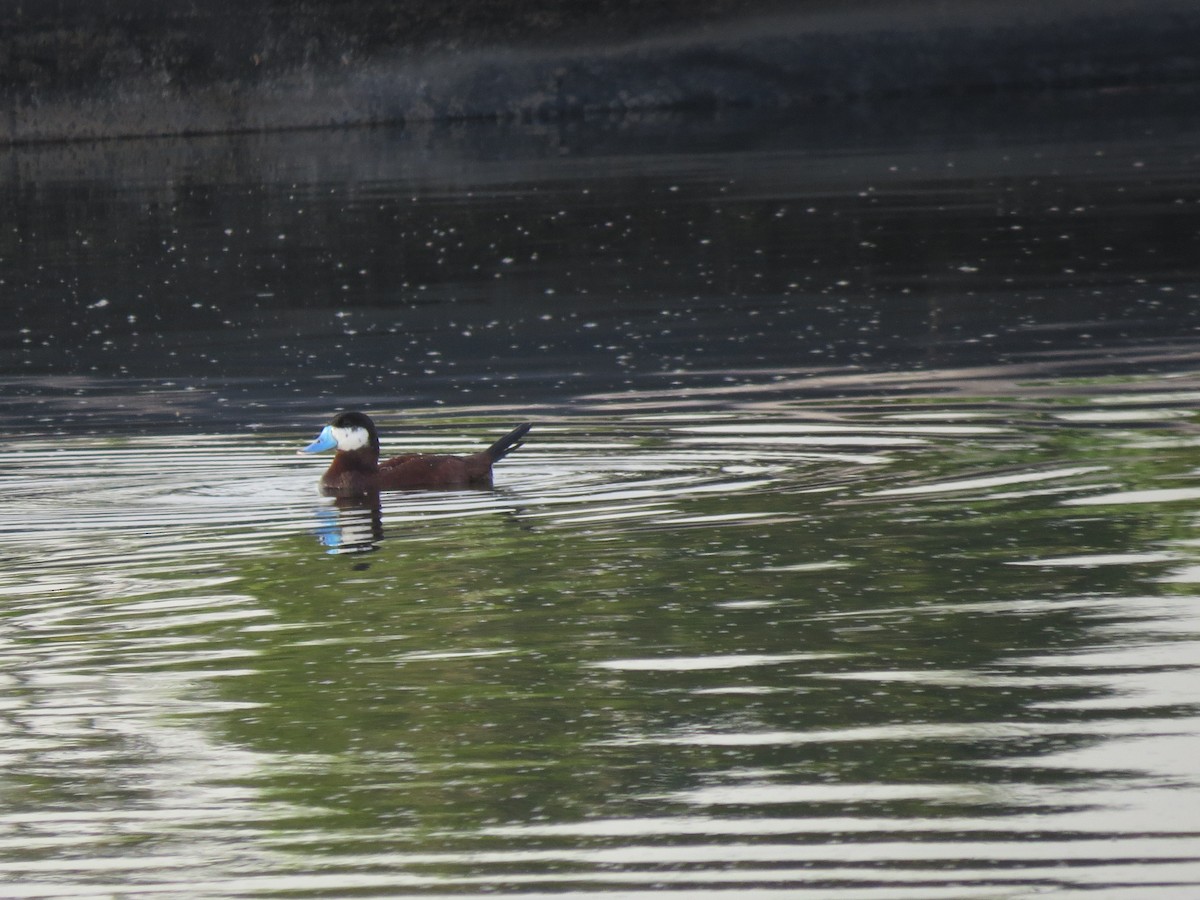 Ruddy Duck - ML23156521