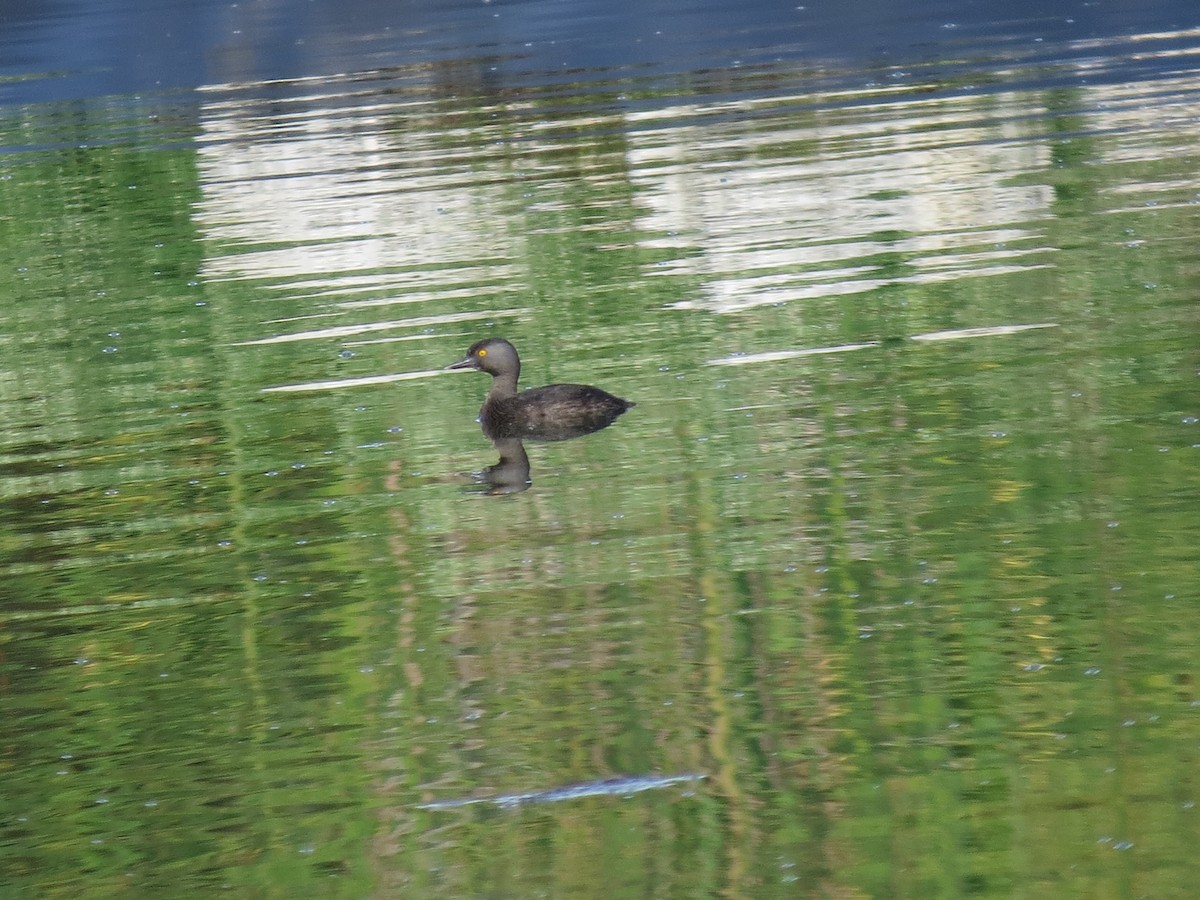 Least Grebe - ML23156561