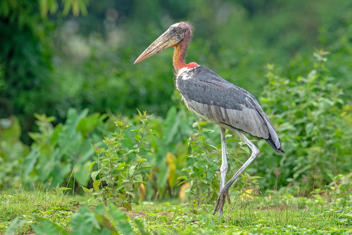 Greater Adjutant - Aseem Kothiala