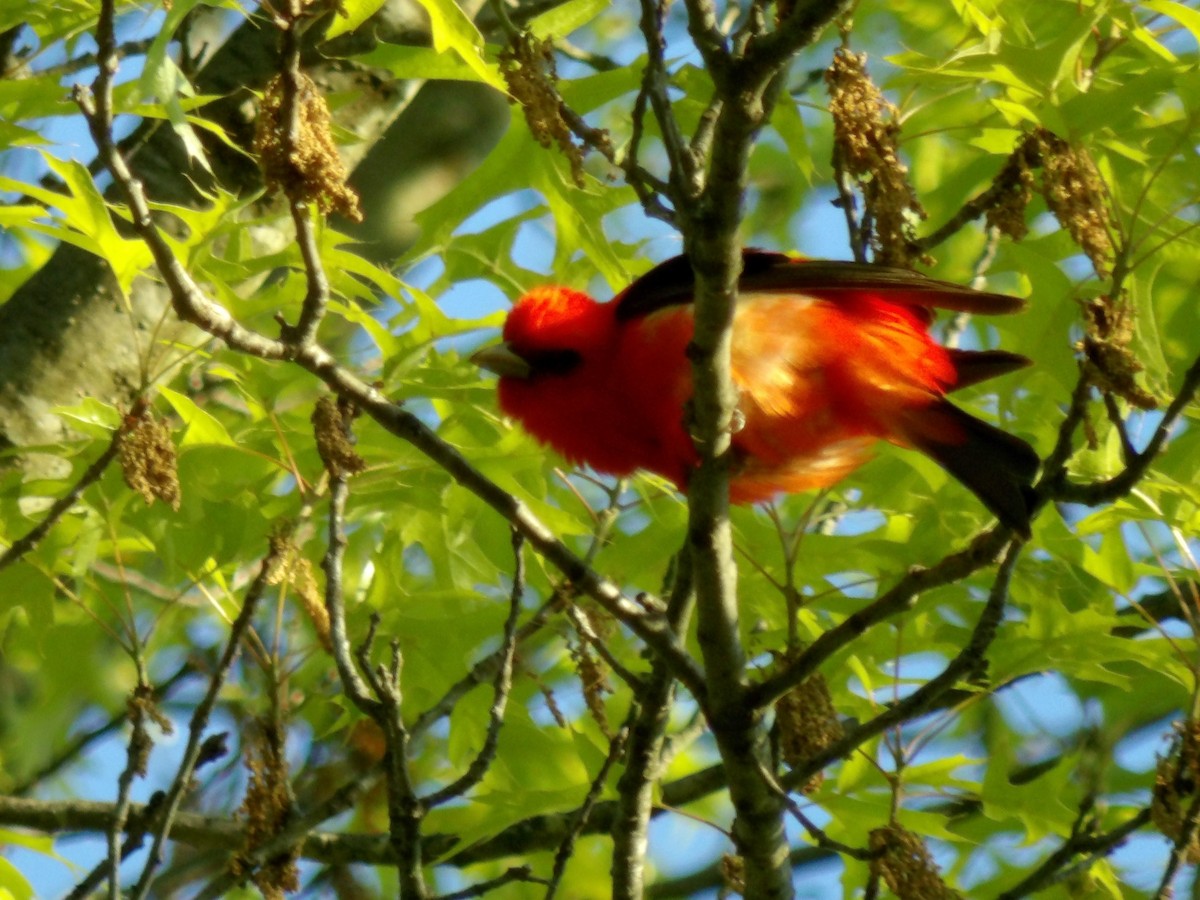 Scarlet Tanager - ML231567651