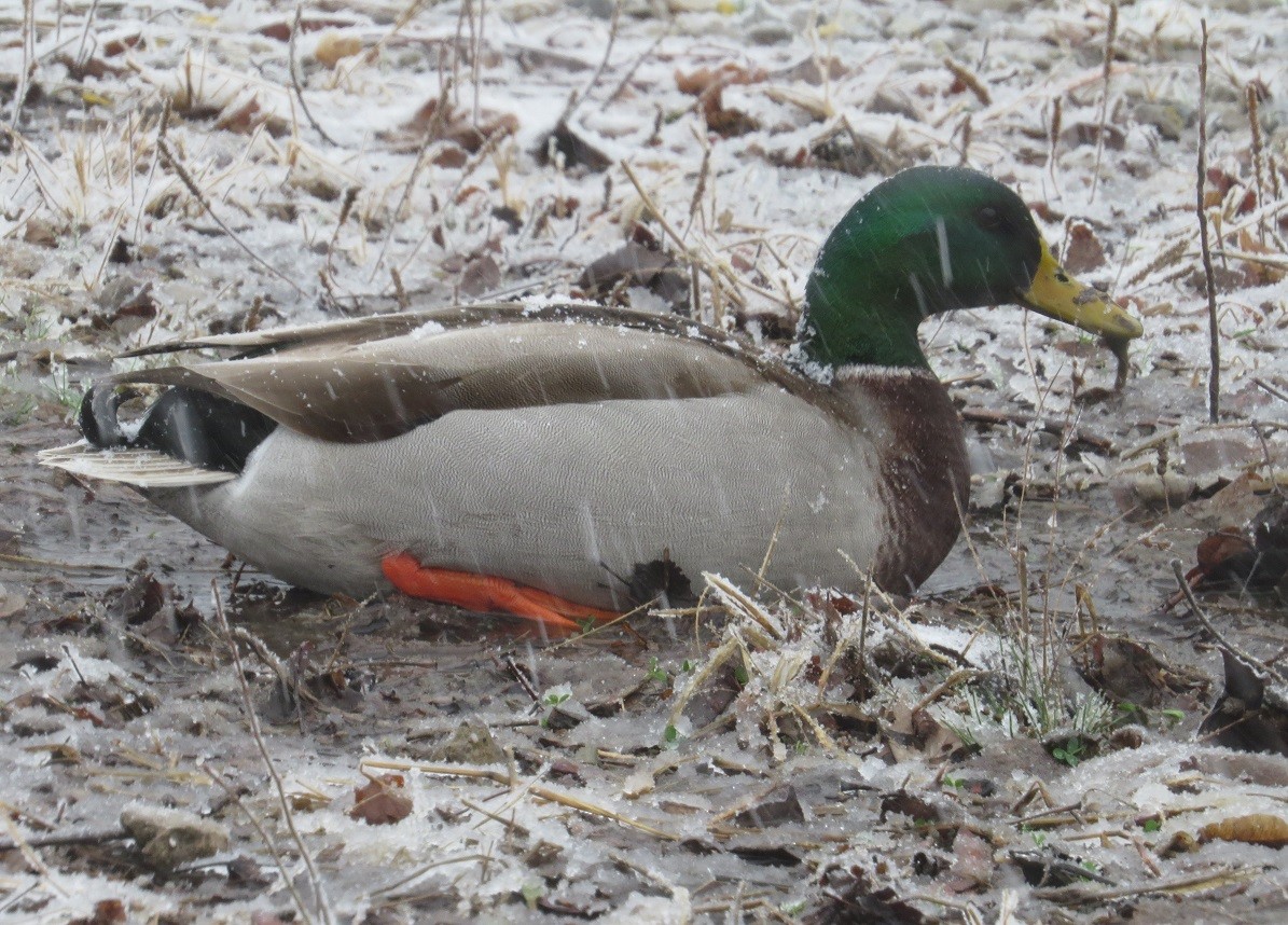 Canard colvert - ML23156791