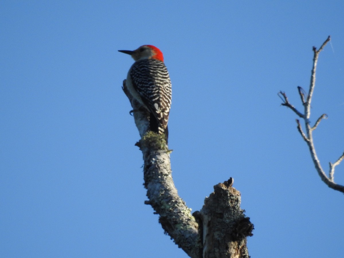 Red-bellied Woodpecker - ML231568151