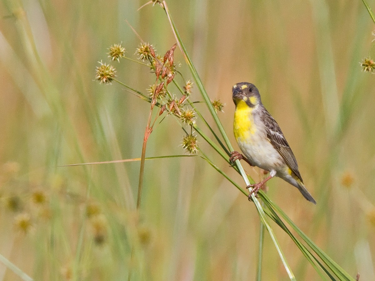 Lemon-breasted Seedeater - Niall D Perrins