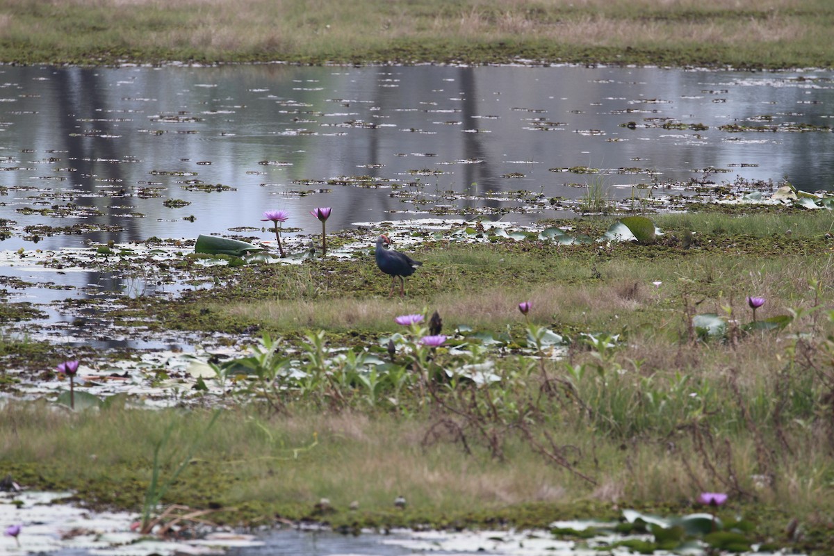 Gray-headed Swamphen - R.D. Wallace